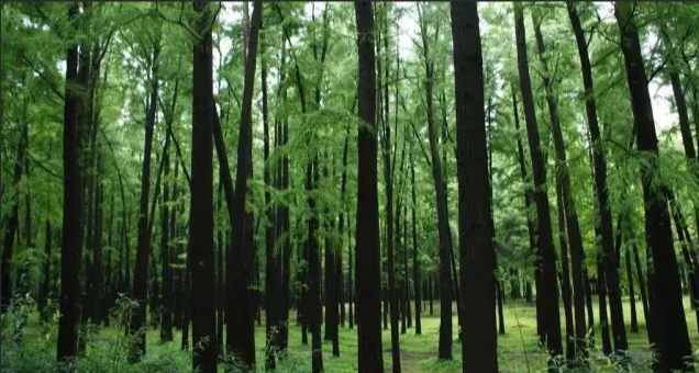 专访朱建华老师 | 新版造林碳汇方法学关键要点解读