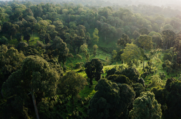 研究认为，森林得到恢复和保护将吸收2260亿吨碳